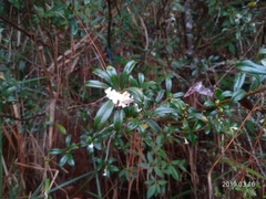 Daphne arisanensis