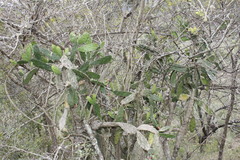 Opuntia dejecta