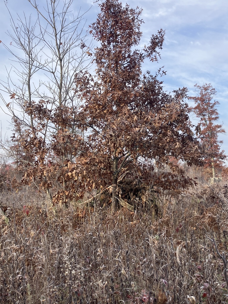 northern pin oak from St. Croix State Park, Hinckley, MN, US on October ...