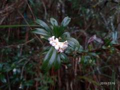 Daphne arisanensis