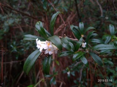 Daphne arisanensis