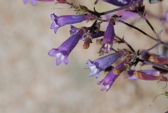 Penstemon caesius