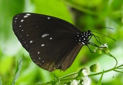 Euploea eunice