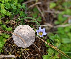 Romulea columnae