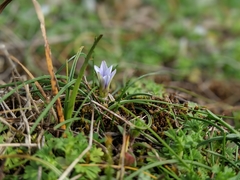 Romulea columnae