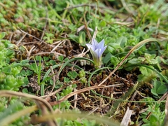 Romulea columnae