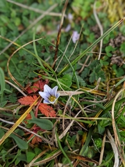 Romulea columnae