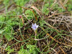 Romulea columnae