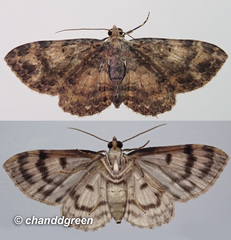 Pseudocollix hyperythra