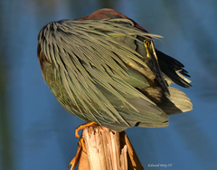 Butorides virescens image