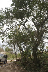 Bauhinia chapulhuacania
