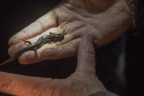 Ambystoma laterale