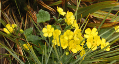 Ranunculus insignis