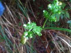 Pteridium revolutum