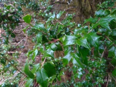 Ilex bioritsensis