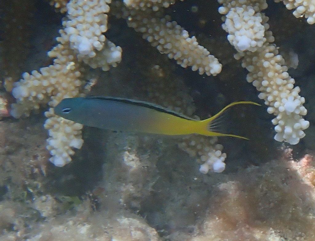 Eyelash Fangblenny