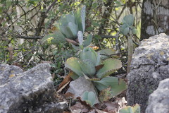 Kalanchoe marmorata
