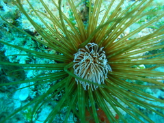 Cerianthus membranaceus