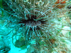 Cerianthus membranaceus