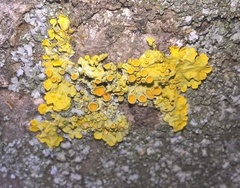 Xanthoria parietina