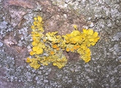 Xanthoria parietina