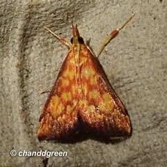 Pyrausta ignealis