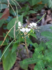 Cleome serrata