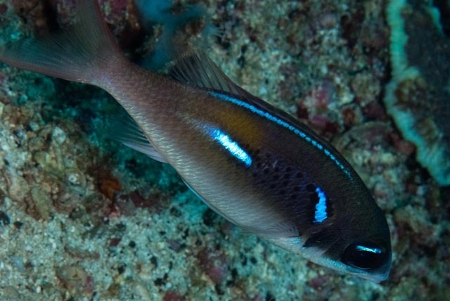 oblique-barred monocle bream