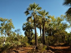 Livistona alfredii