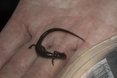 Hemidactylium scutatum