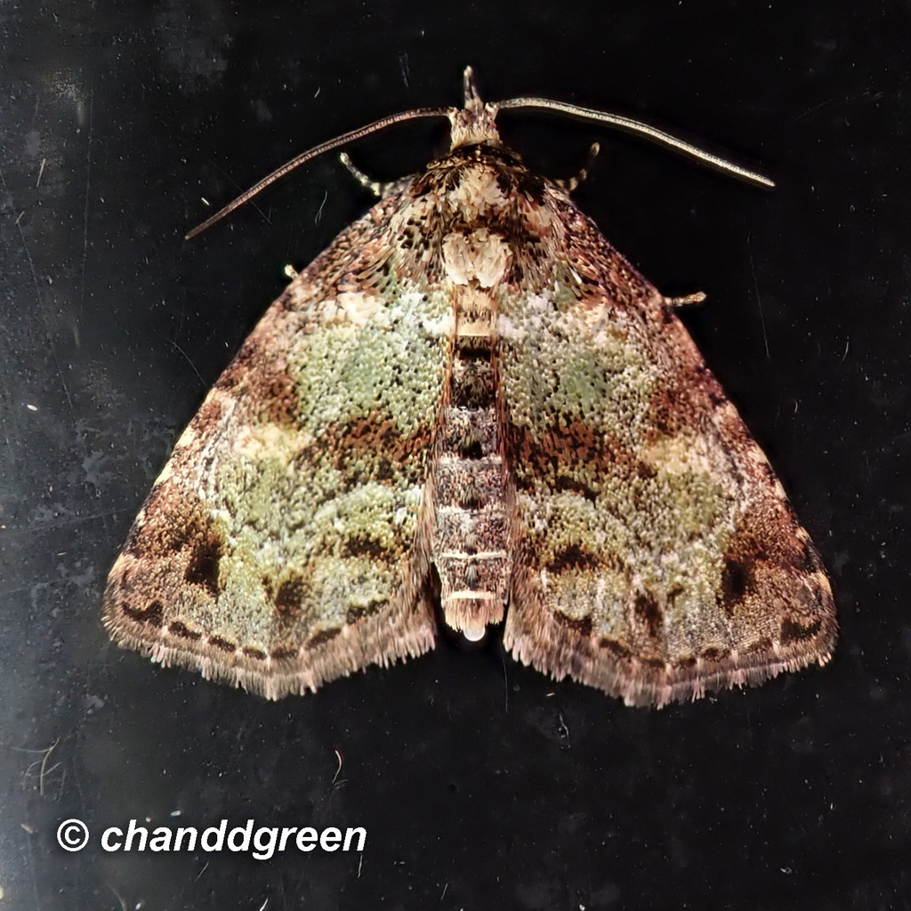 Lithacodia crotopha