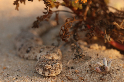 Namaqua Dwarf Adder