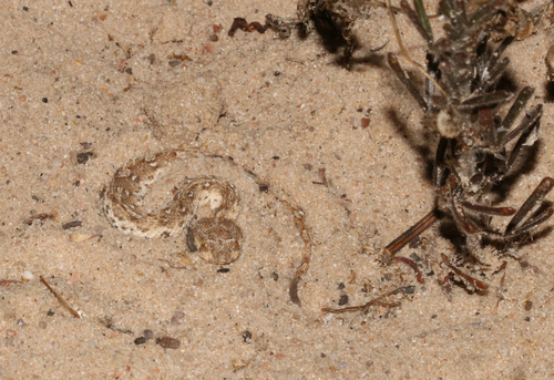 Namaqua Dwarf Adder