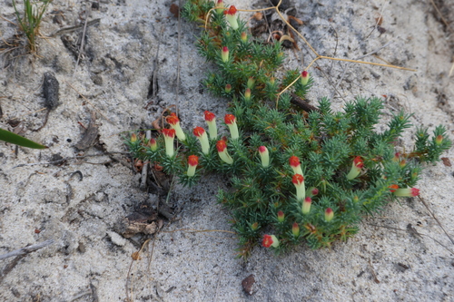 Image of Heath Leschenaultia by (c) Greg Tasney, some rights reserved (CC BY-SA)