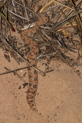 Namaqua Dwarf Adder