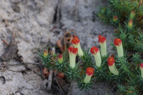 Image of Leschenaultia tubiflora by (c) Greg Tasney, some rights reserved (CC BY-SA)