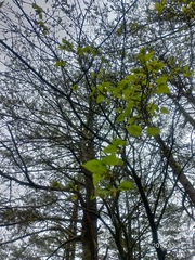 Acer morrisonense