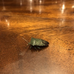 Piezosternum subulatum