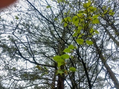 Acer morrisonense