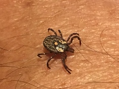 Amblyomma triguttatum