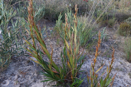 Image of Ammothryon grandiflorum by (c) Greg Tasney, some rights reserved (CC BY-SA)