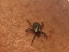 Amblyomma triguttatum