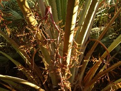 Livistona alfredii