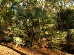 Livistona alfredii