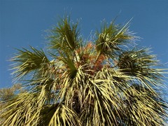 Livistona alfredii