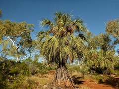Livistona alfredii