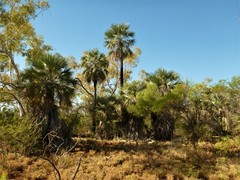 Livistona alfredii