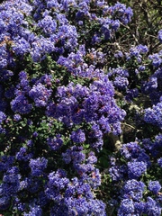 Ceanothus impressus