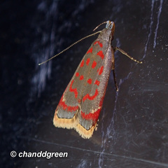 Dichomeris sandycitis