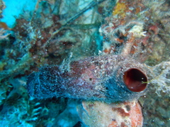Pyuridae